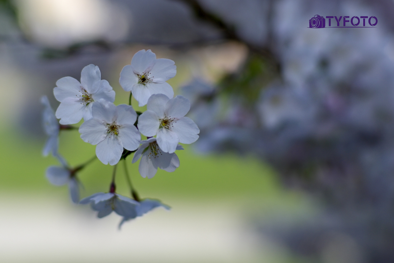 TYC_0143