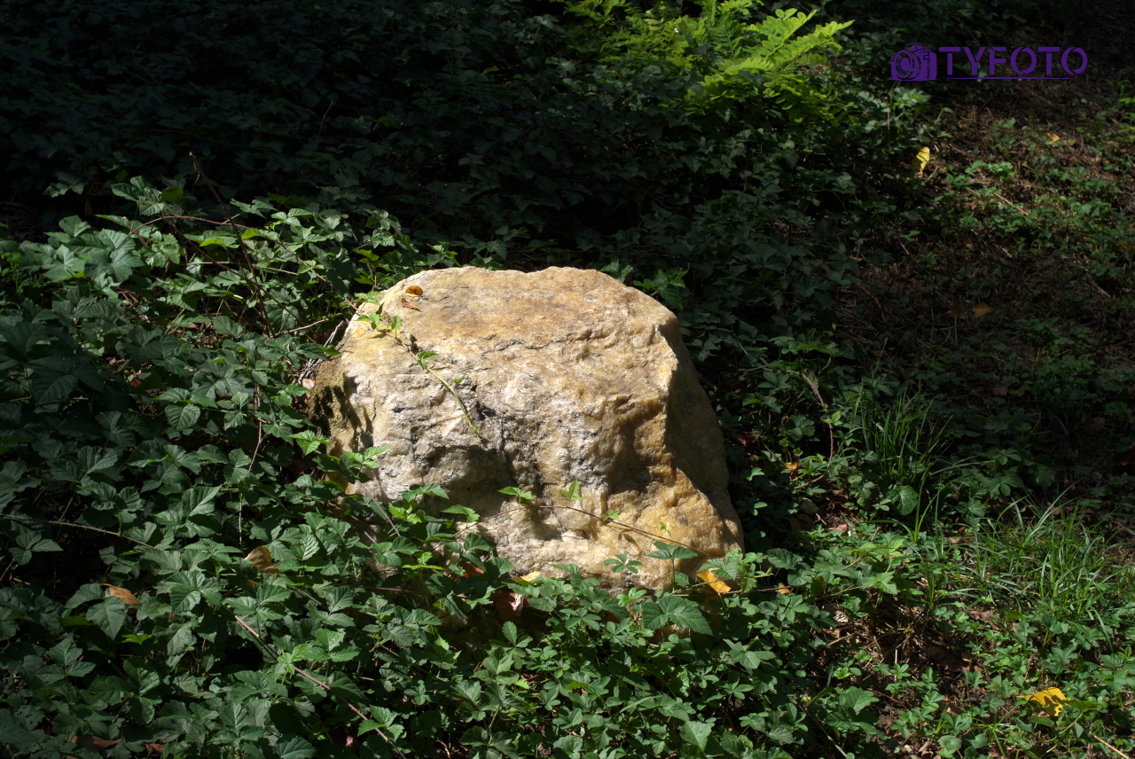 DSCF0204