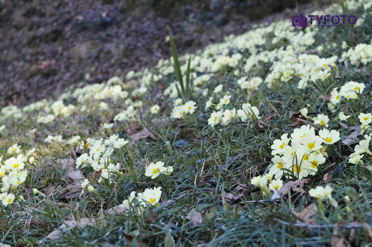 SDIM0334