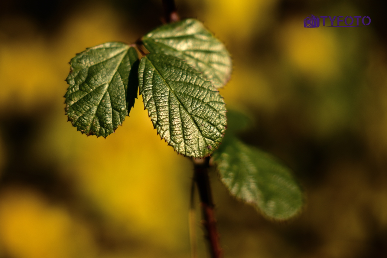 TYC_0063