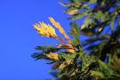 CRW_0075