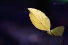 CRW_0070