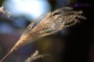 CRW_0073