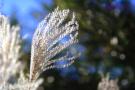 CRW_0071