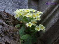 IMGP0135