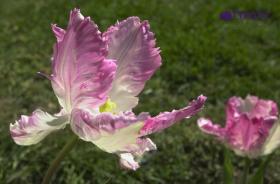NIKON D1_20260331_170519