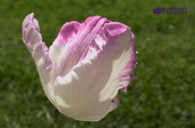 NIKON D1_20260331_170612