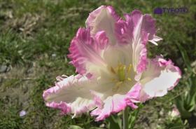 NIKON D1_20260331_170404