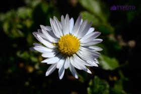 TYD_0382