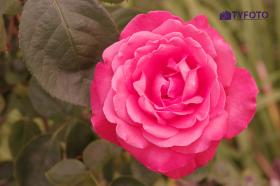 TYKP0237