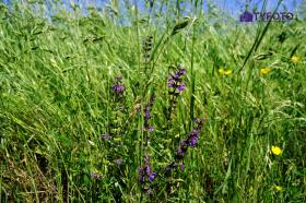 TYKP0051