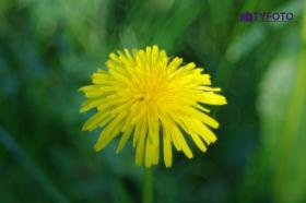 TYKP0023