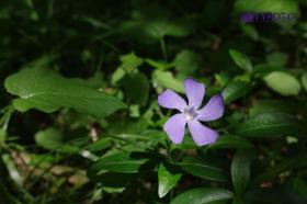 TYKP0207