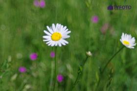 TYKP0047