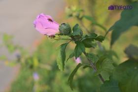 TYF_0757