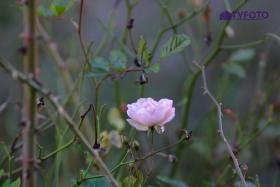 CRW_0077