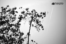 TYF_0574