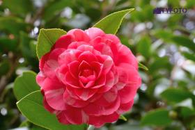 TYD_0395