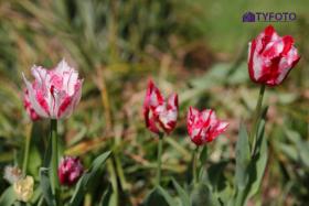 IMG_0193