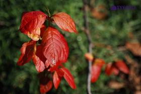 SDIM0188