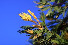 CRW_0075