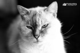 TYC_0158