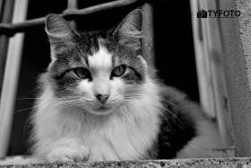 TYF_0847