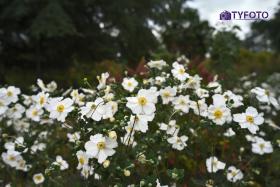 TYF_0736
