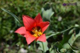TYC_0168