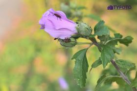 TYF_0758