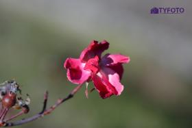 CRW_0081