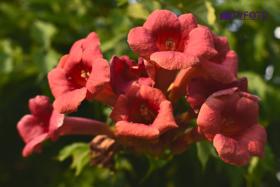 TYF_0763