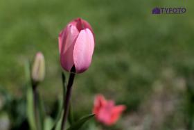 TYC_0171