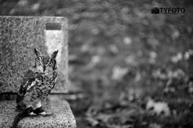 TYF_0645