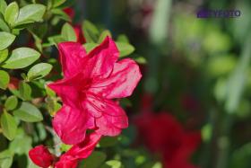 TYKS0065