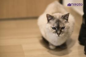 TYC_0126