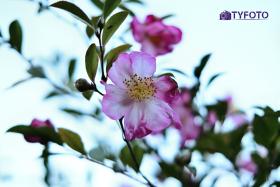 TYC_0080