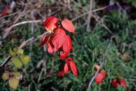 CRW_0056