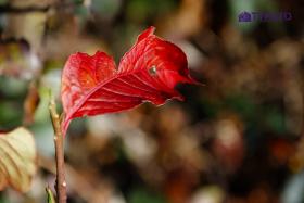 SDIM0184