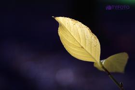 CRW_0070