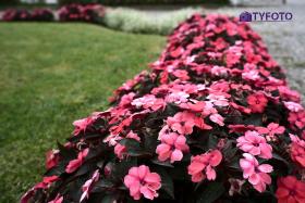 TYF_0728