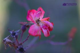 CRW_0085
