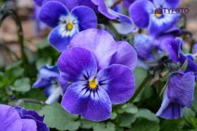 TYD_0391