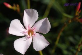 TYK10091