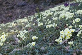 SDIM0334