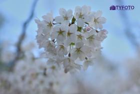 TYC_0147