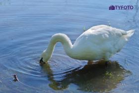 TYKS0083