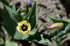 TYC_0169