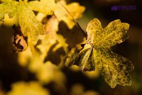 TYC_0059