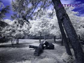TY281827